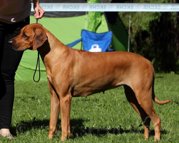 aretha louise malawi way